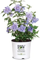 2 Gallon Proven Winners Blue Chiffon Hibiscus Shrub 2 Gallon Proven Winners Blue Chiffon Hibiscus Shrub - $14.99 (63% off) at Amazon.com