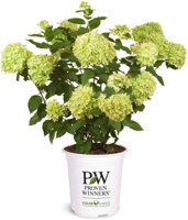 2 Gal. Little Lime Hydrangea Shrub 2 Gal. Little Lime Hydrangea Shrub - $15.00 (50% off) at Amazon.com