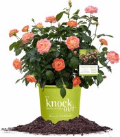 1 Gallon Perfect Plants Orange Glow Knock Out® Rose Bush 1 Gallon Perfect Plants Orange Glow Knock Out® Rose Bush - $10.00 (67% off) at Amazon.com
